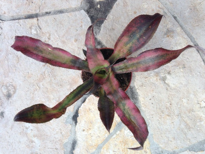 Cryptanthus spec. purple