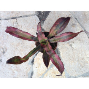 Cryptanthus spec. purple