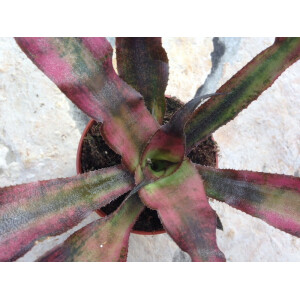 Cryptanthus spec. purple