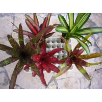 5 Bromelien aus Südamerika