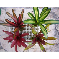 4 Bromelien aus Südamerika