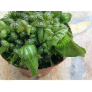 Cephalotus Follicularis
