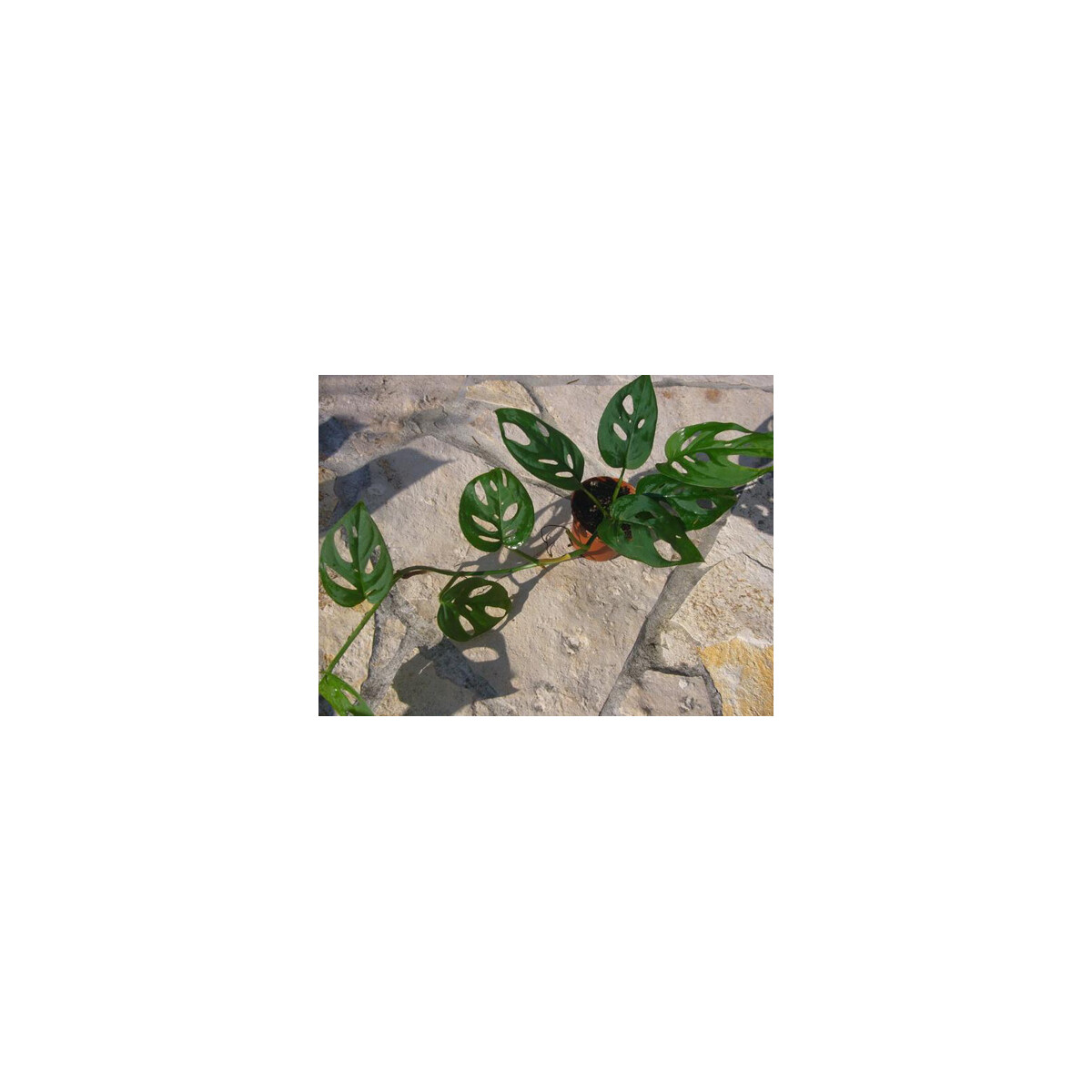 Monstera acuminata