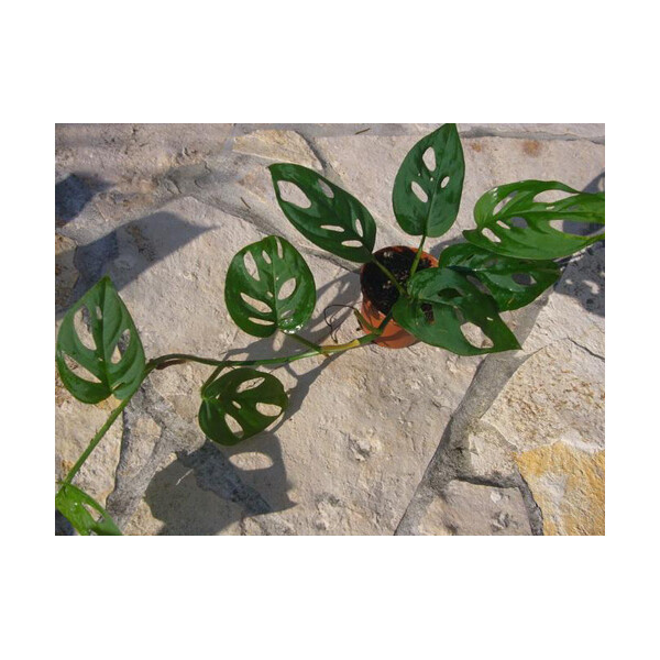 Monstera acuminata