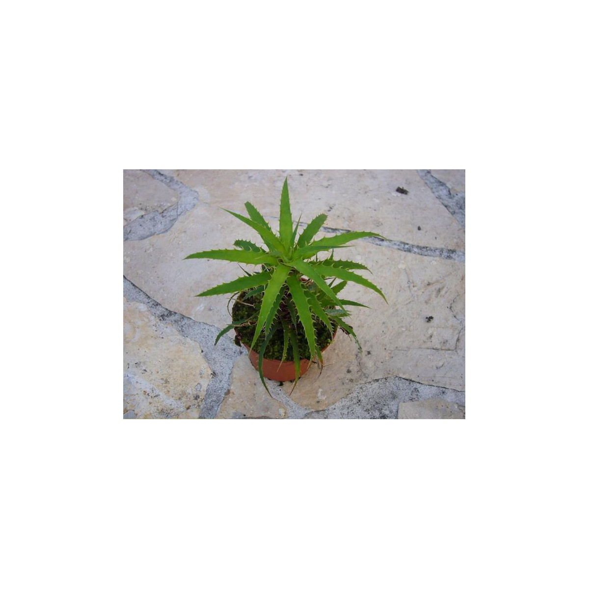 Cryptanthus microglaziovii box