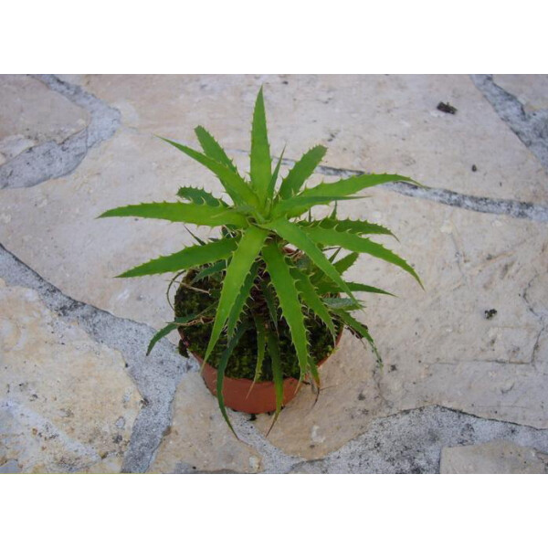 Cryptanthus microglaziovii