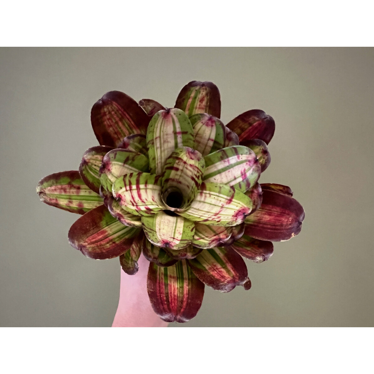 Neoregelia white stripes Giant box
