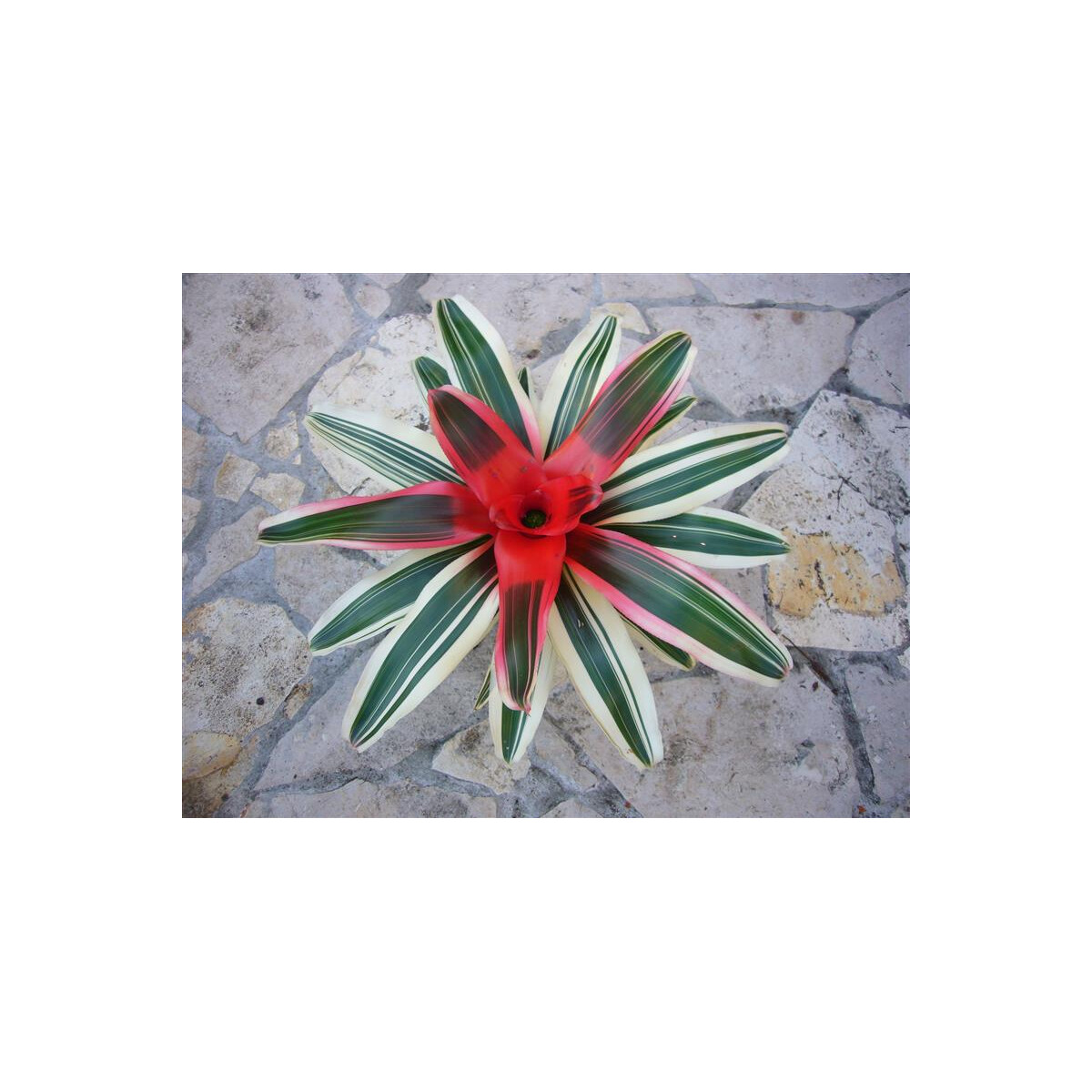 Neoregelia white stripes