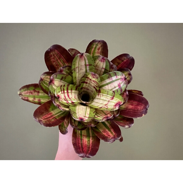 Neoregelia white stripes Giant