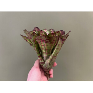 Neoregelia white stripes Giant