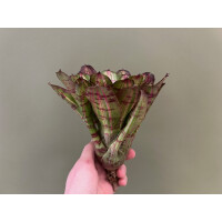 Neoregelia white stripes Giant