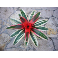 Neoregelia white stripes