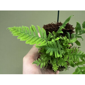 Polypodium formosanum
