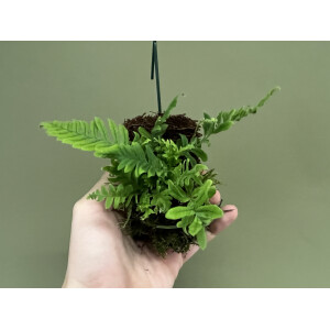 Polypodium formosanum