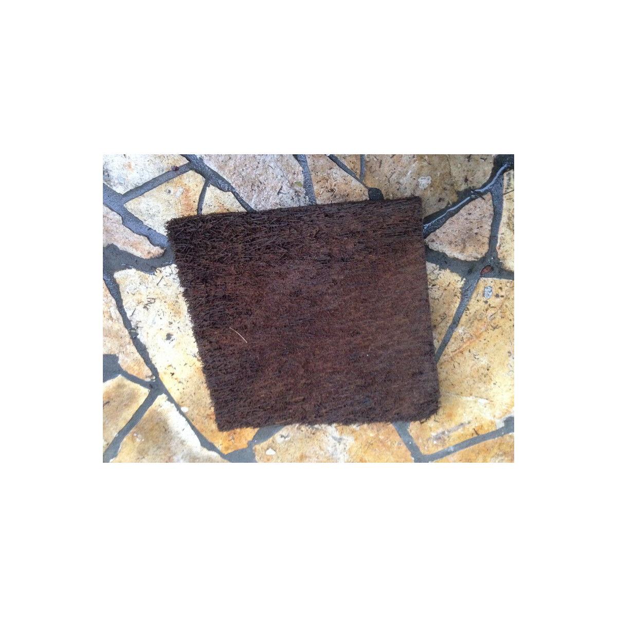 Xaximplatte Baumfarn aus Südamerika 30x30x2-3cm Rü