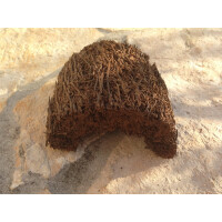 Xaximhöhle S aus Neuseeland (ca.12x9cm)