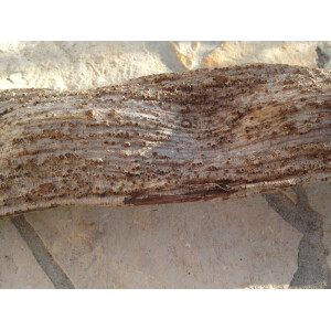 Neue Liane aus Südamerika