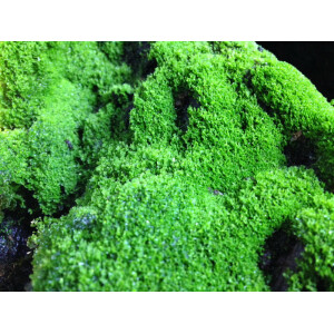 Ben´s Jungle Moosmix 20g (Moossporen)