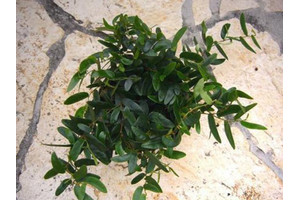 Ficus punctata 