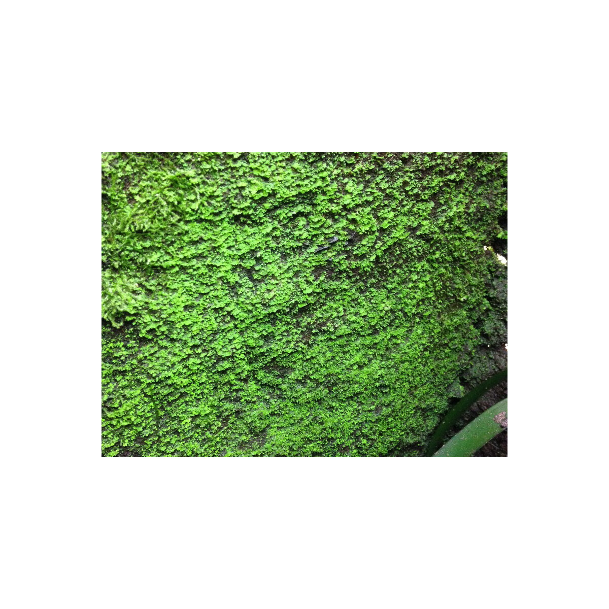 Angebot 30 Liter Rainforest Background Modellier Torf ( RFB 