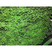 Angebot 30 Liter Rainforest Background Modellier Torf ( RFB )