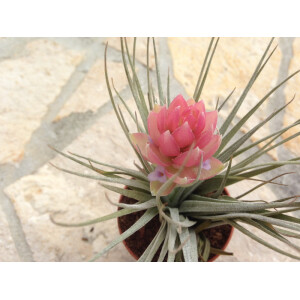Tillandsia Houston Cotton Candy