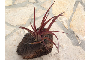 Tillandsia brachycaulos abdita