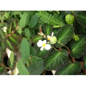 Begonia thelmae