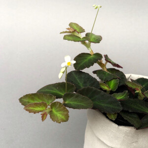 Begonia thelmae
