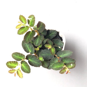 Begonia thelmae