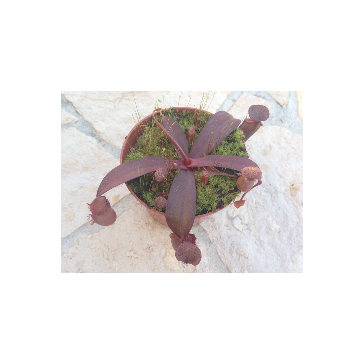 Nepenthes sanguinea red