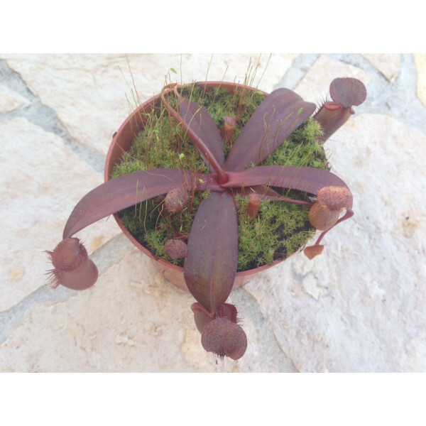 Nepenthes sanguinea red