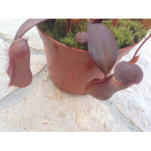 Nepenthes sanguinea red
