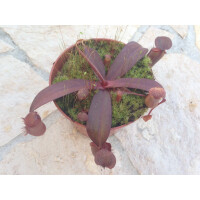 Nepenthes sanguinea red