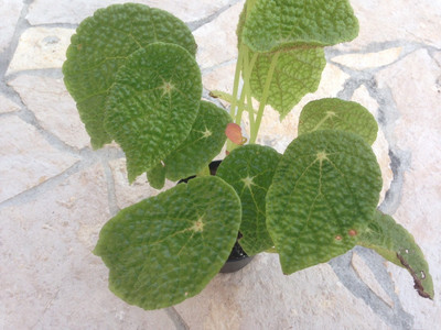 Begonia microsperma