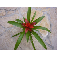 Guzmania rot (bromelie)
