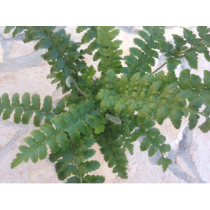 Asplenium spec. Südamerika