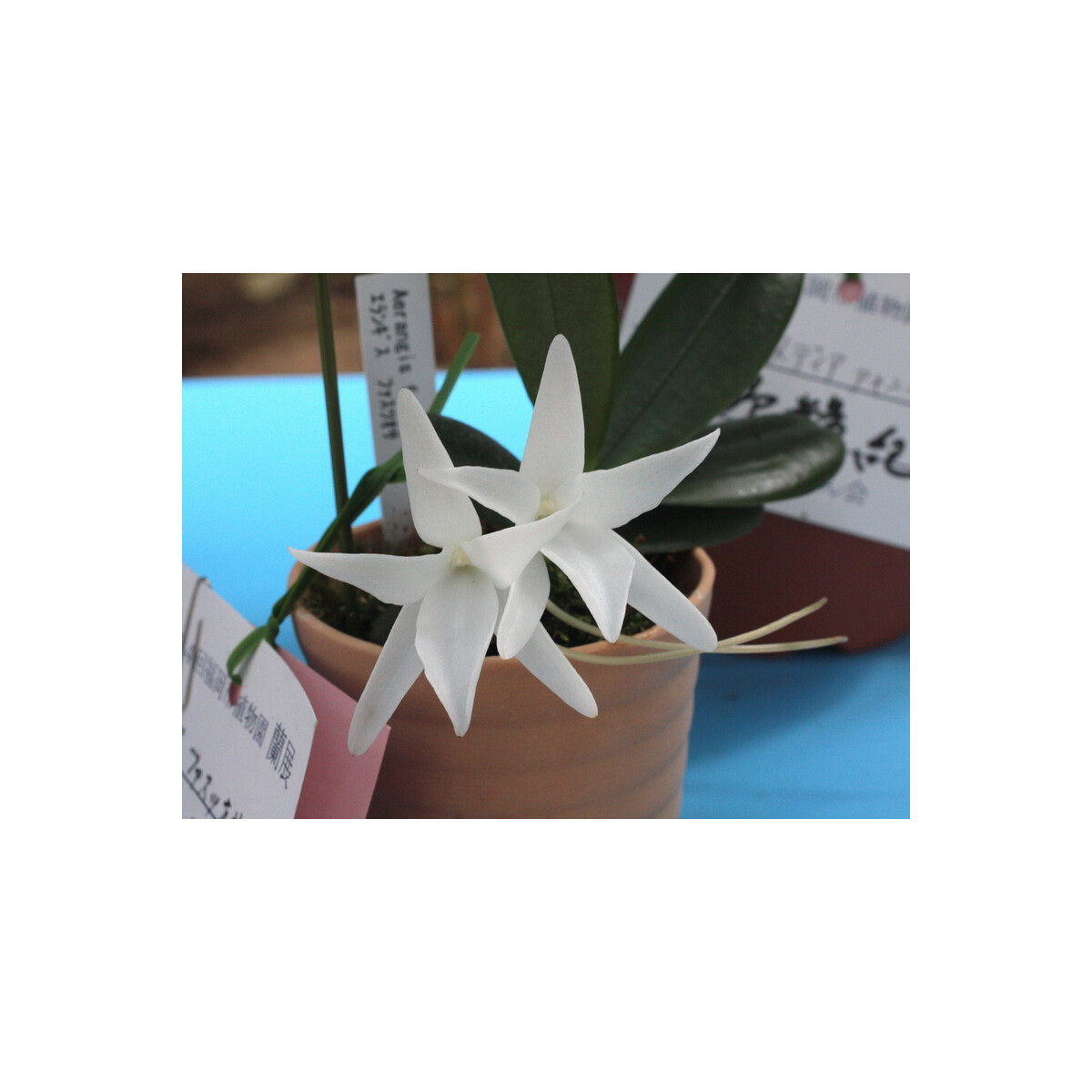 Aerangis fastuosa box