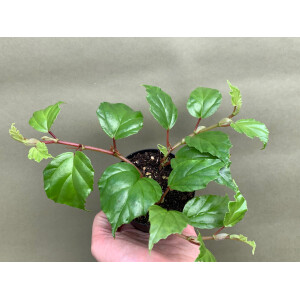 Begonia glabra (NEW)