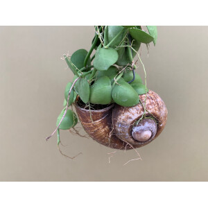 Dischidia pectenoides im Schneckenhaus