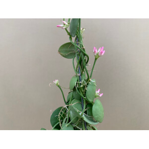 Dischidia pectenoides im Schneckenhaus