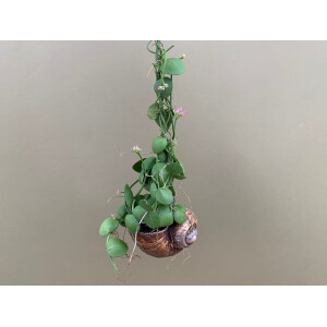 Dischidia pectenoides im Schneckenhaus