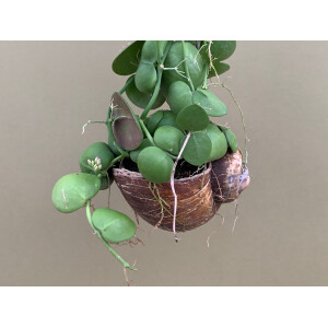 Dischidia pectenoides im Schneckenhaus