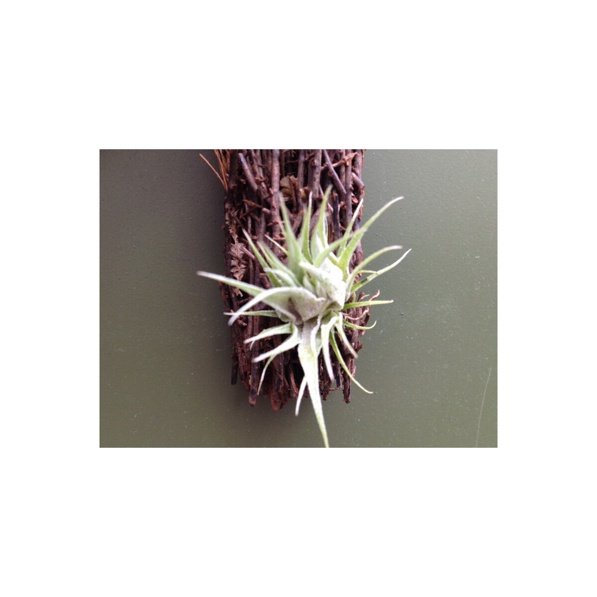 Tillandsia roseiflora X sprengeliana