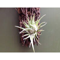 Tillandsia roseiflora X sprengeliana