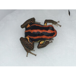 Ranitomeya uacarii golden legs