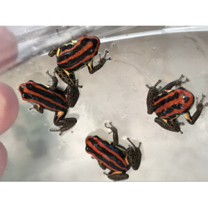 Ranitomeya uacarii golden legs