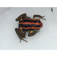 Ranitomeya uacarii golden legs