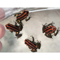 Ranitomeya uacarii golden legs