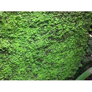 1 Liter Ben´s Rainforest Background Modellier Torf